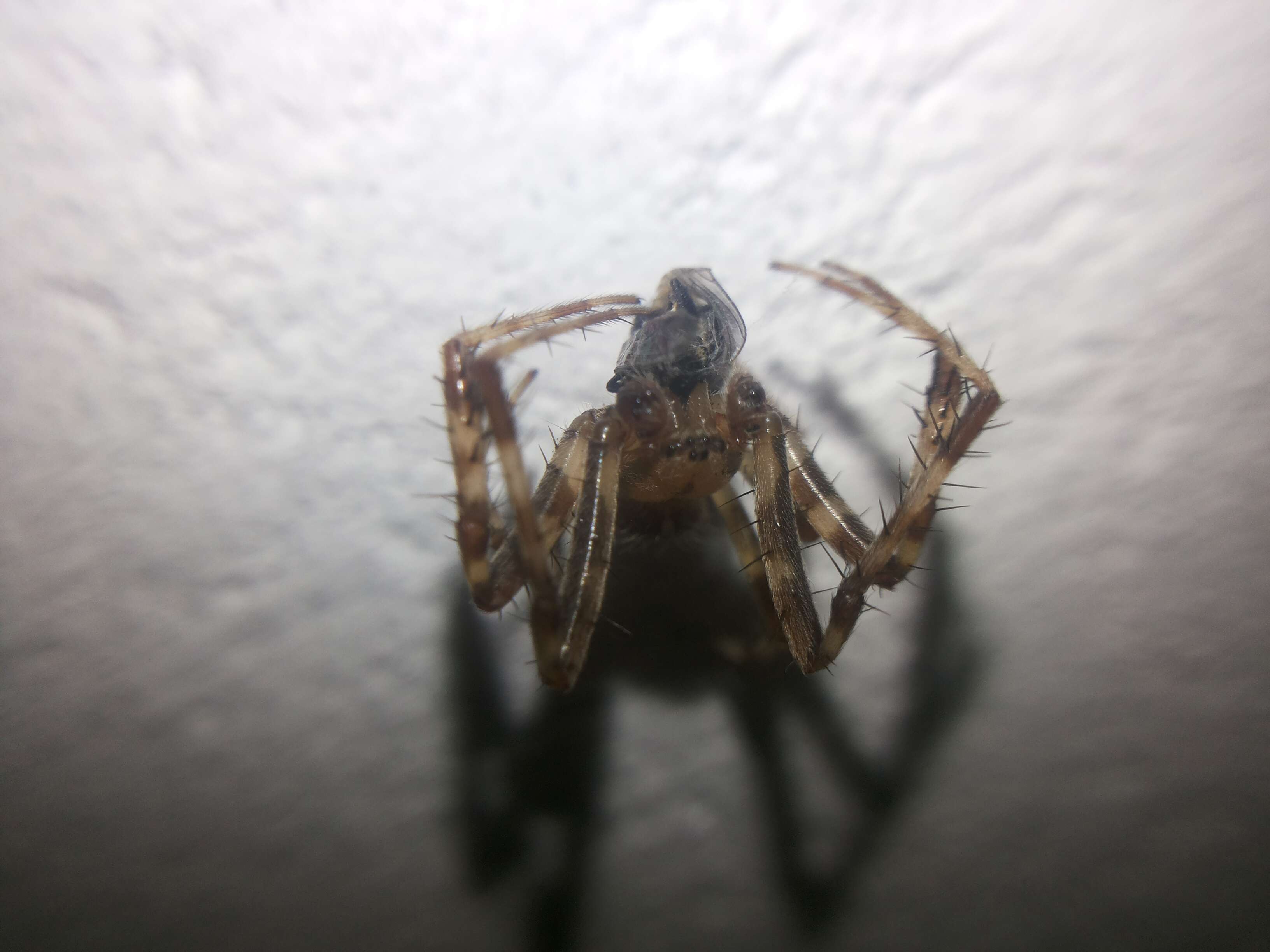 Image of Garden spider