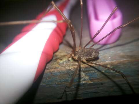 Image of Daddy longleg