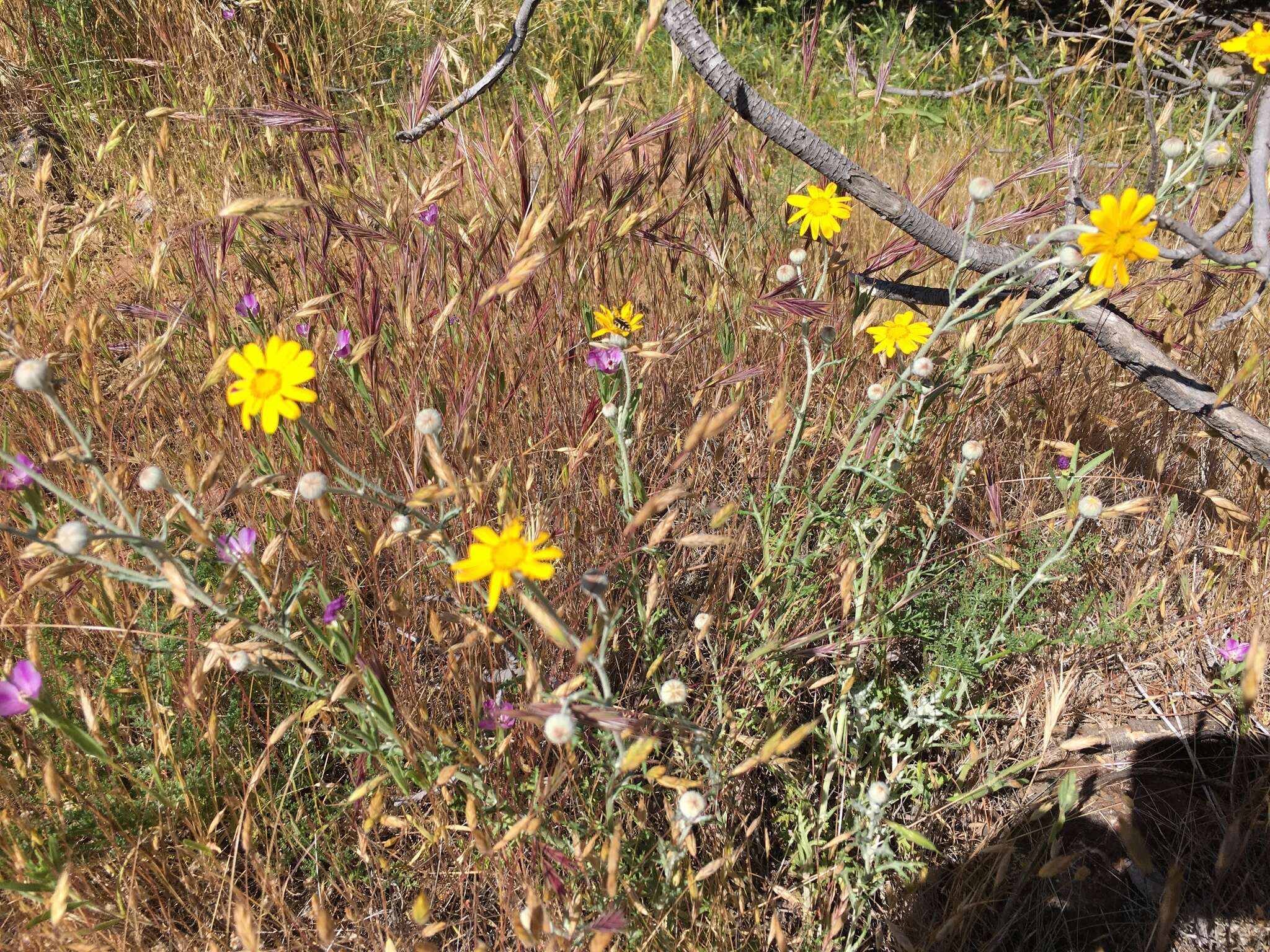 Image of <i>Eriophyllum lanatum</i> var. <i>achilleoides</i> (DC.) Jeps.