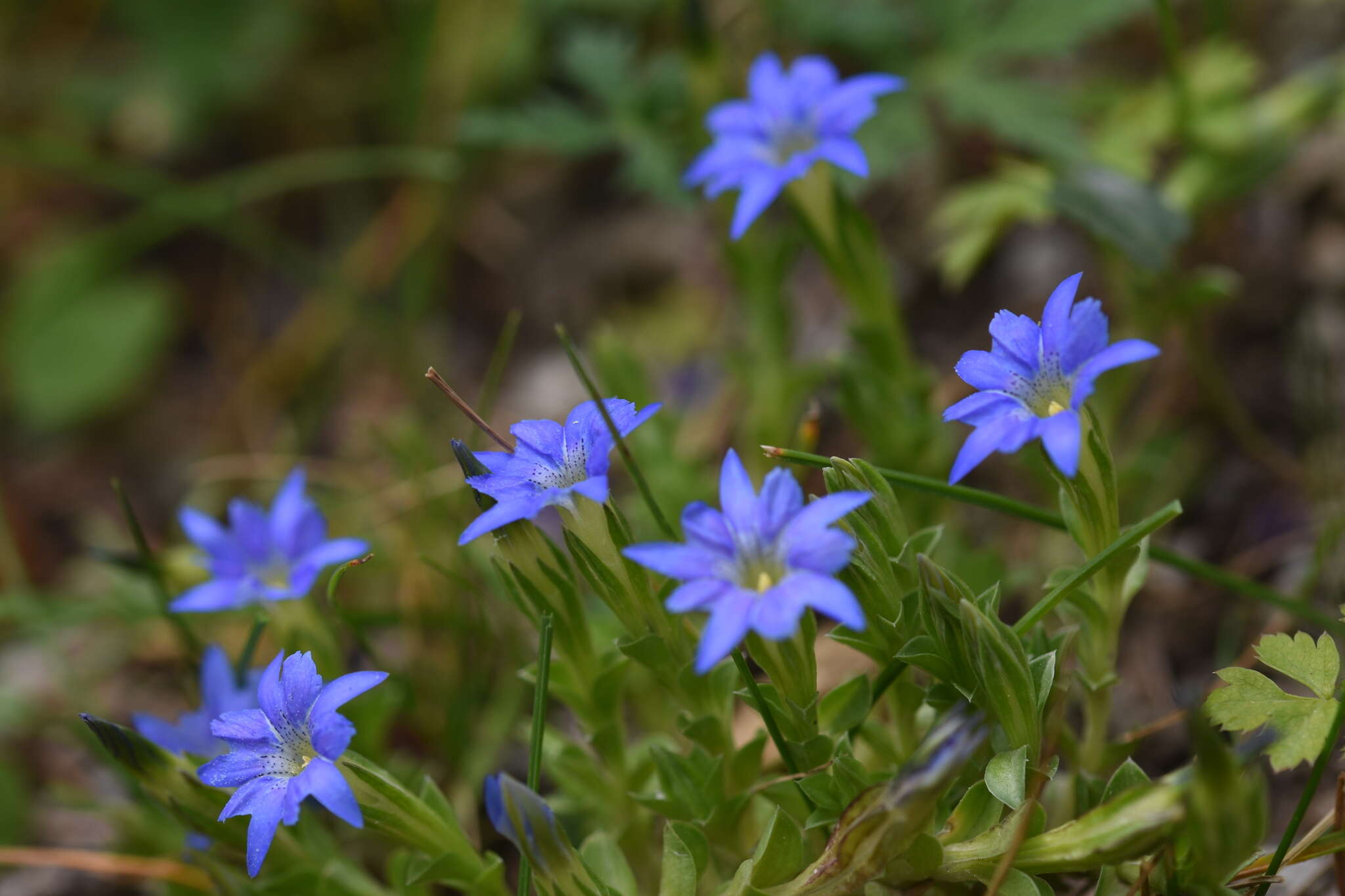 Image of Gentiana karelinii Griseb.