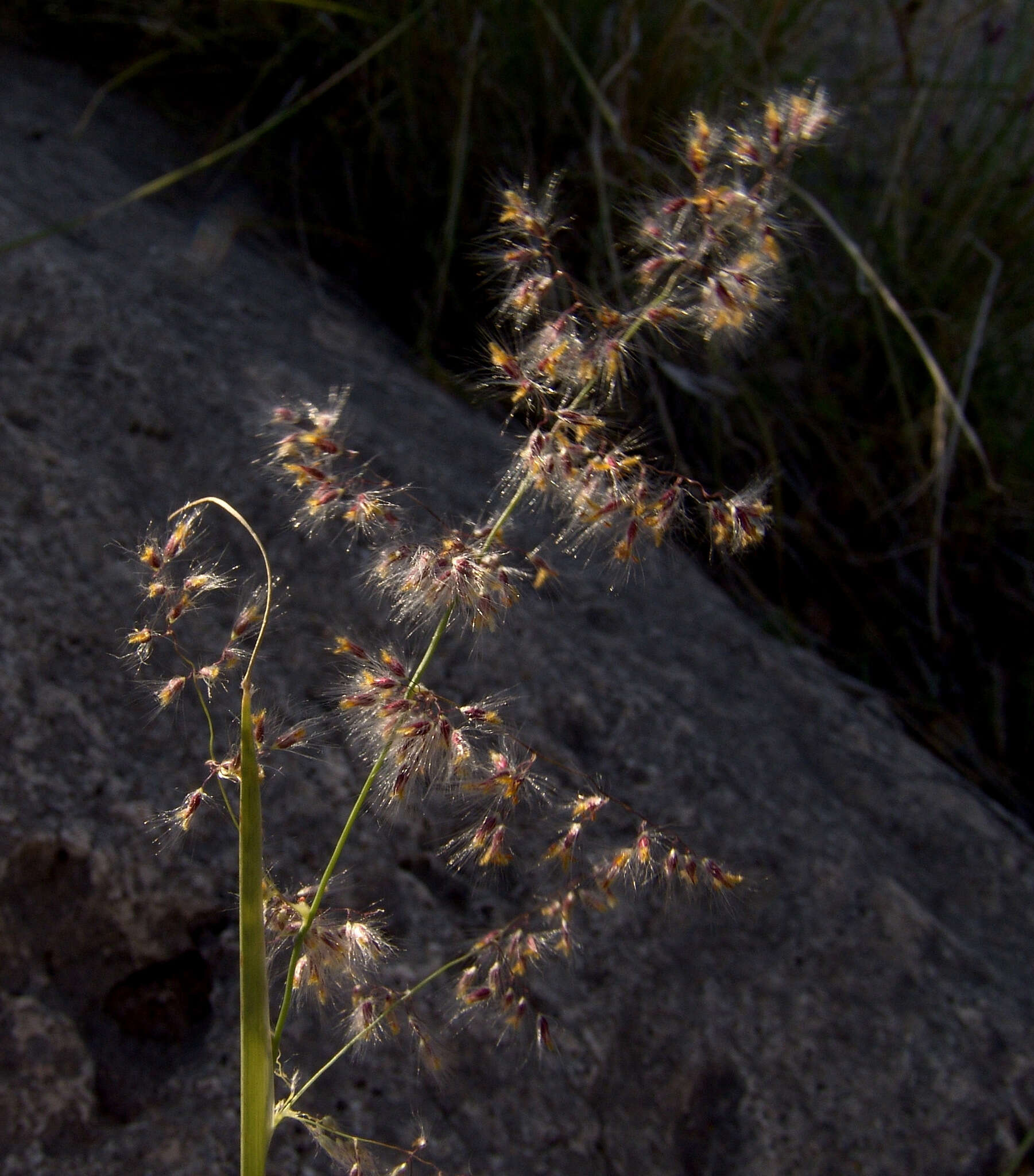 Image of Tricholaena teneriffae (L. fil.) Link