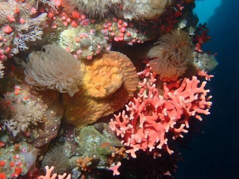 Image of California hydrocoral