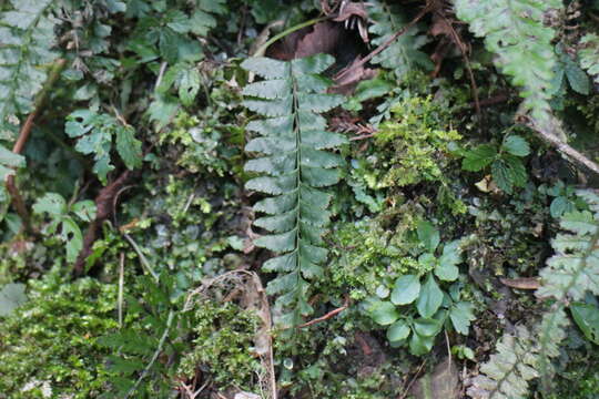 Image of Hymenasplenium adiantifrons (Hayata) Viane & S. Y. Dong