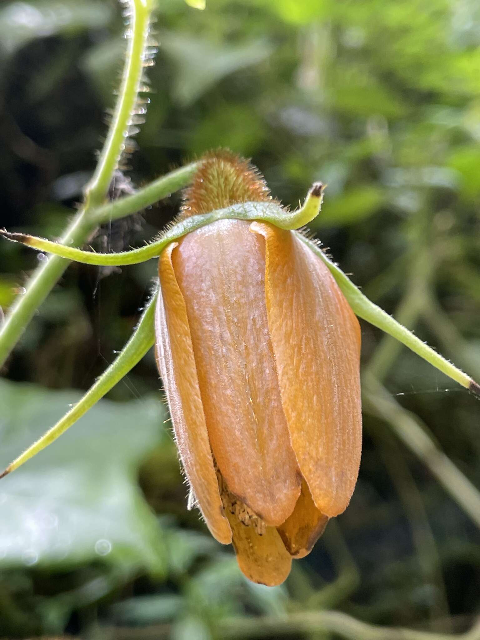 Image of Nasa peltiphylla (Weigend) Weigend