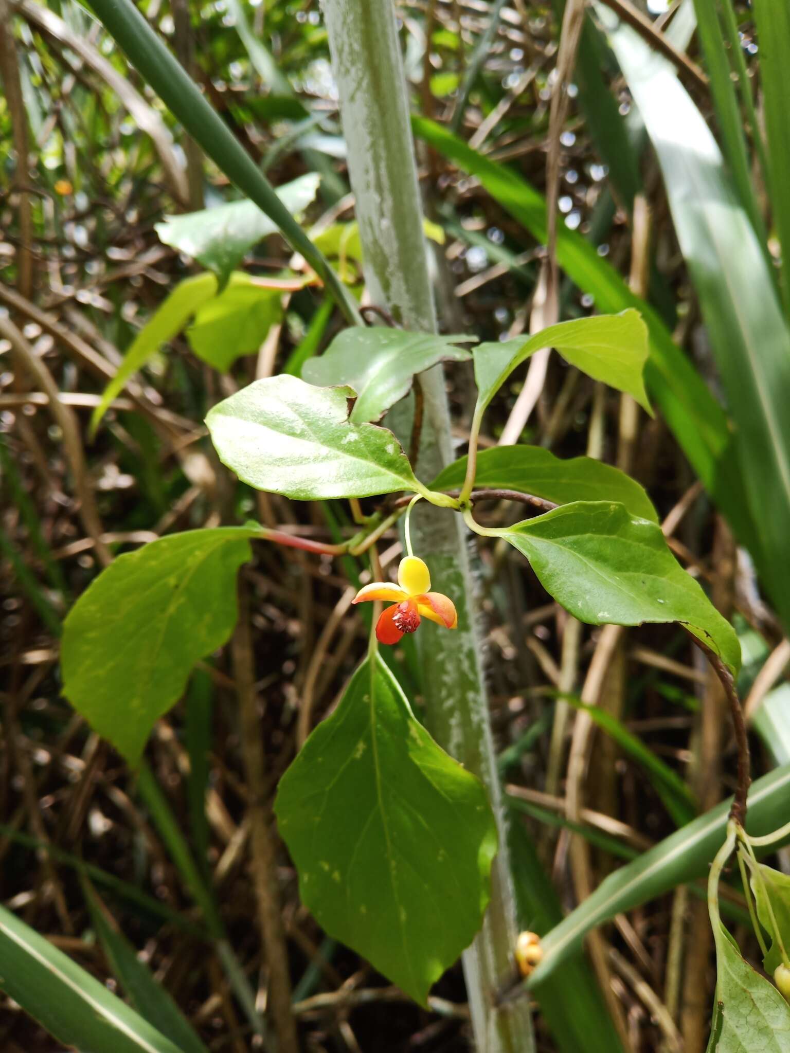 Image of Schisandra arisanensis Hayata