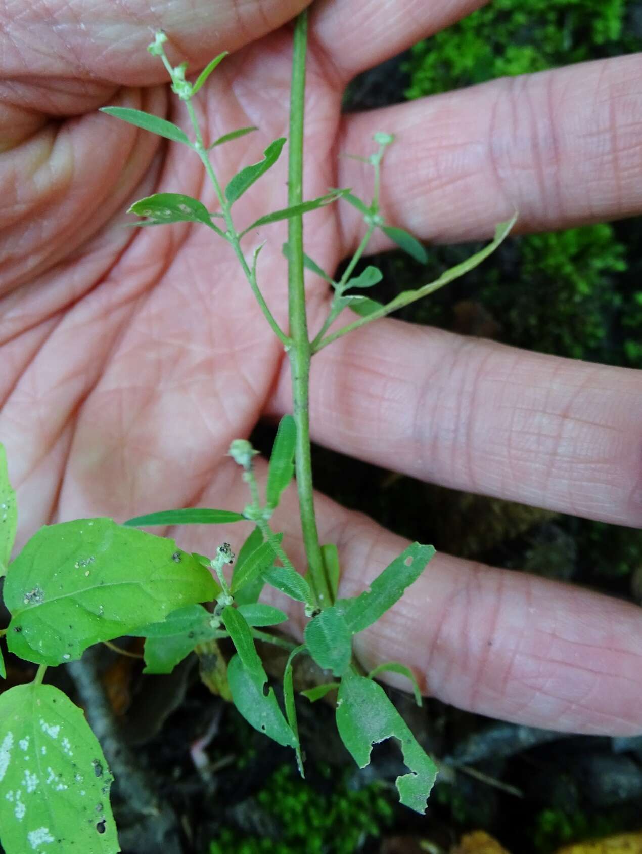 Image of spear saltbush