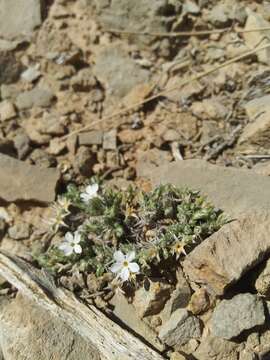 Image of musk phlox