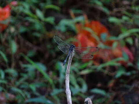 Image of Hylaeothemis apicalis