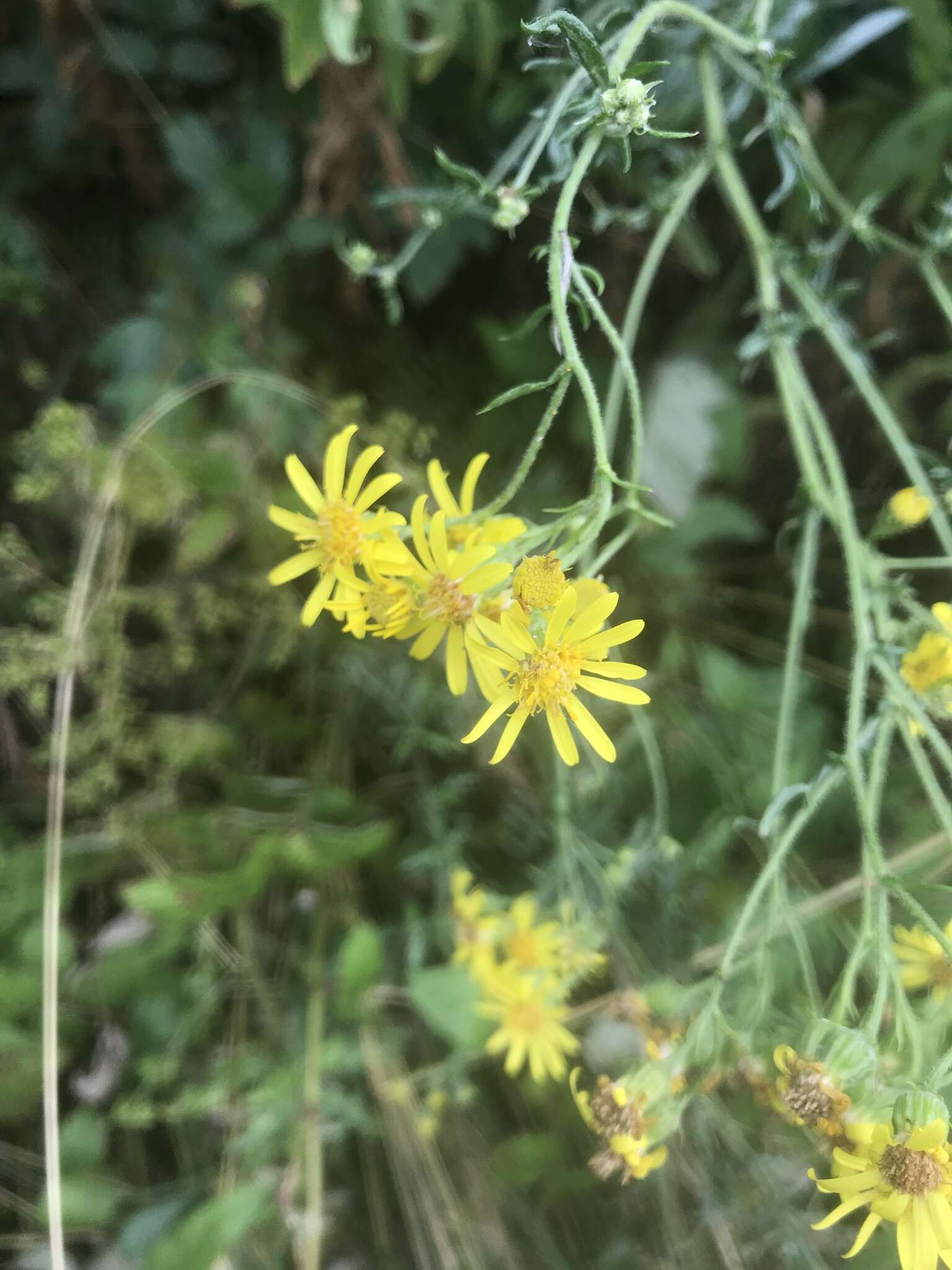 Plancia ëd Jacobaea erucifolia (L.) Gaertn. Mey. & Scherb.