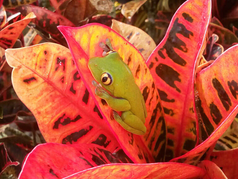 Image of blue-sided leaf frog