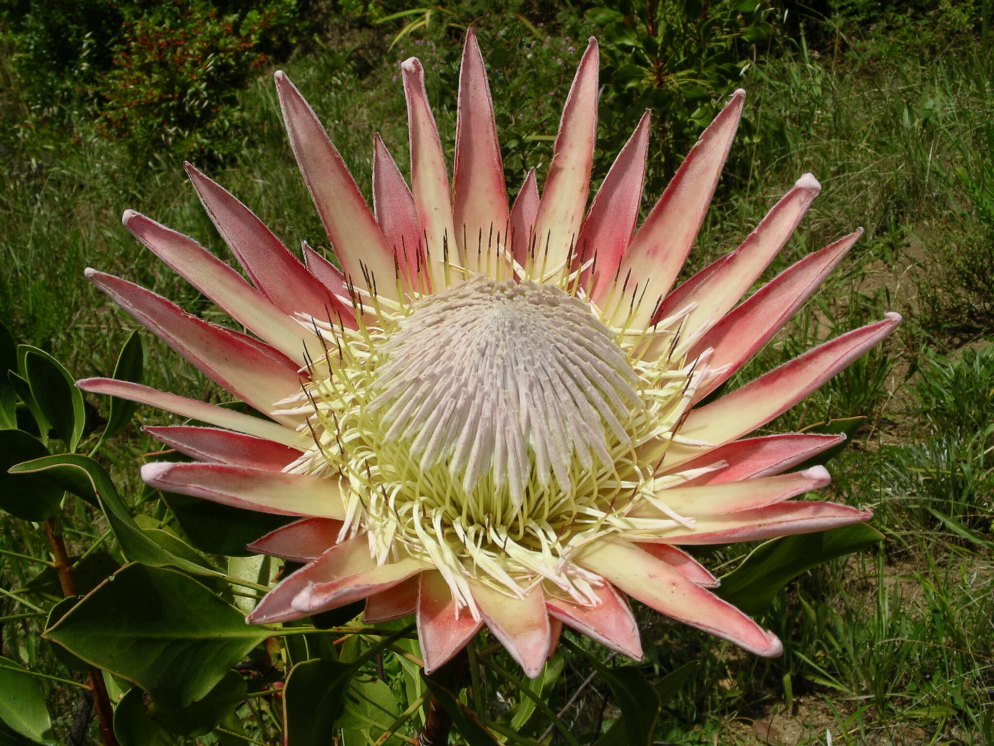 Imagem de Protea cynaroides (L.) L.