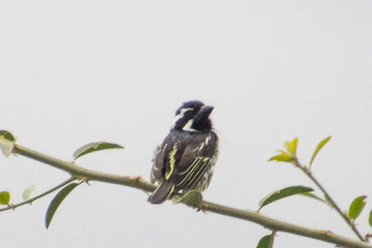 Image of Spot-flanked Barbet