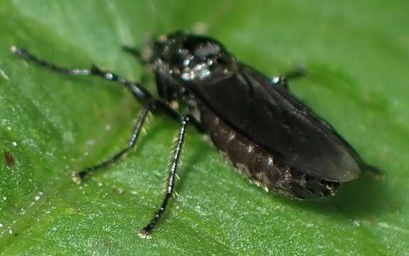 Image of Dilophus febrilis (Linnaeus 1758)