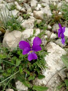 Слика од Viola calcarata L.