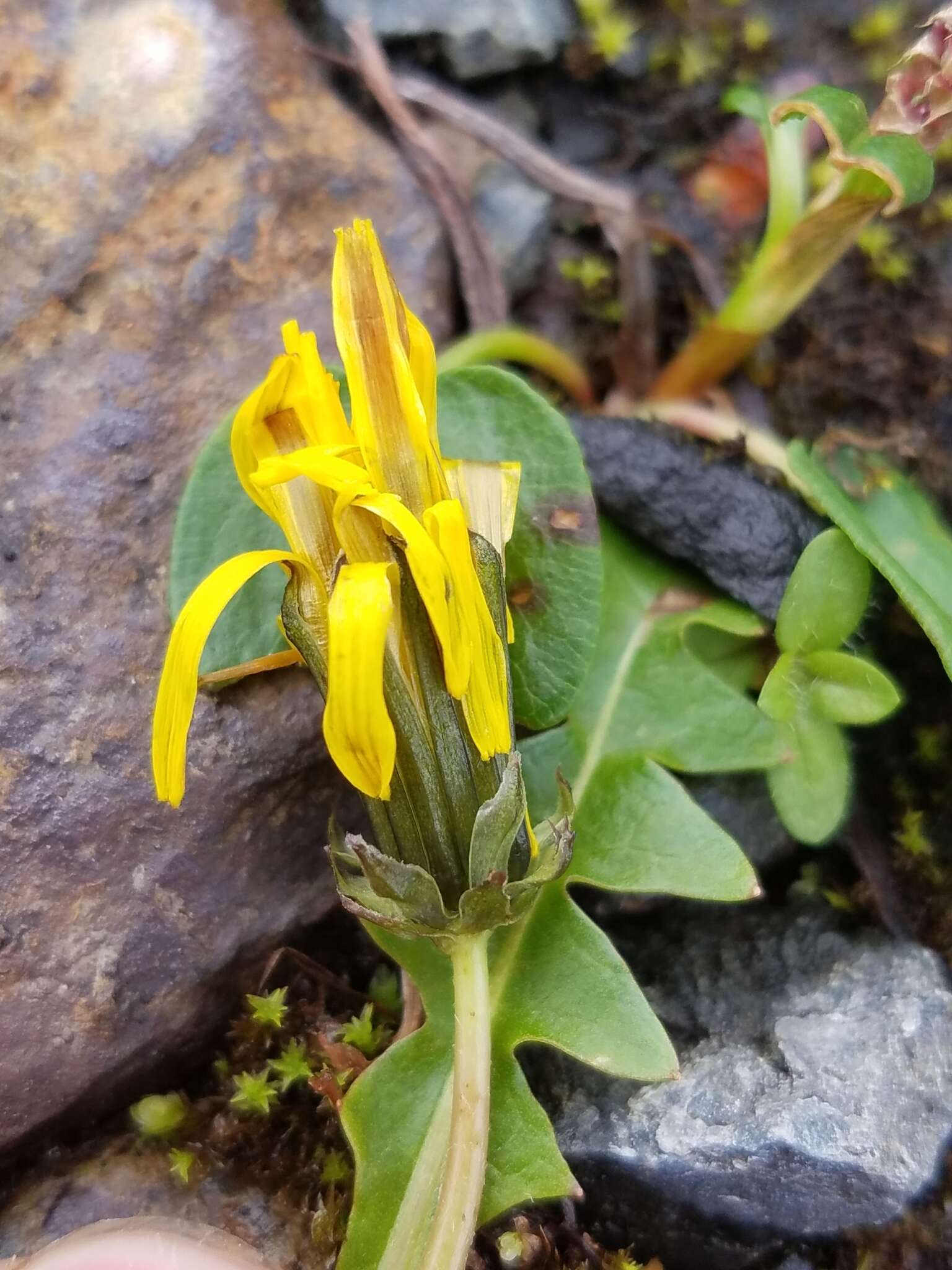 Слика од Taraxacum alaskanum Rydb.