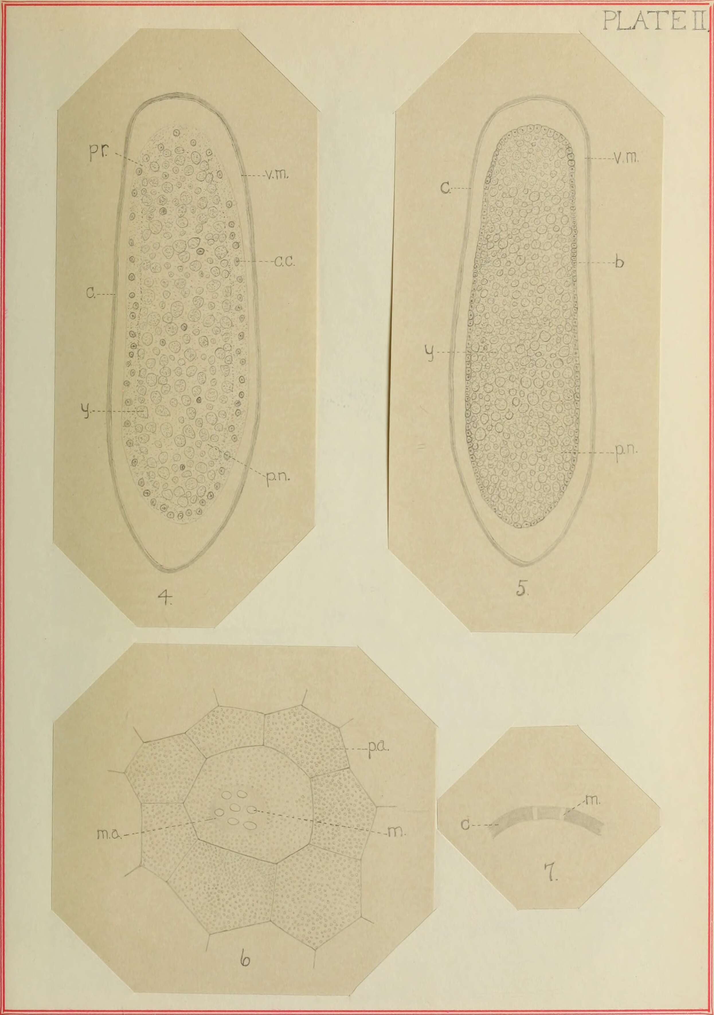 Image of Thrips