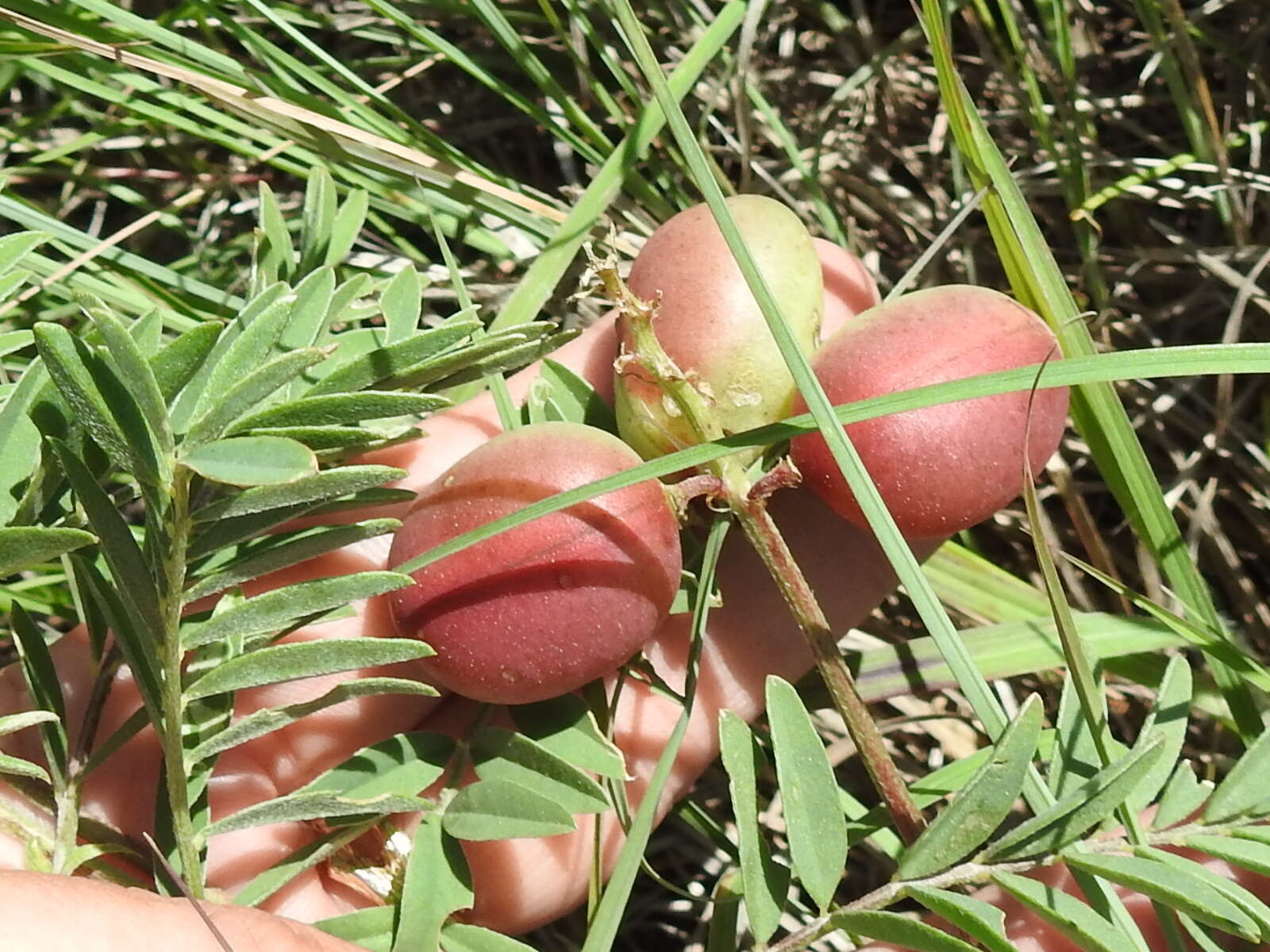 Sivun Astragalus crassicarpus Nutt. kuva