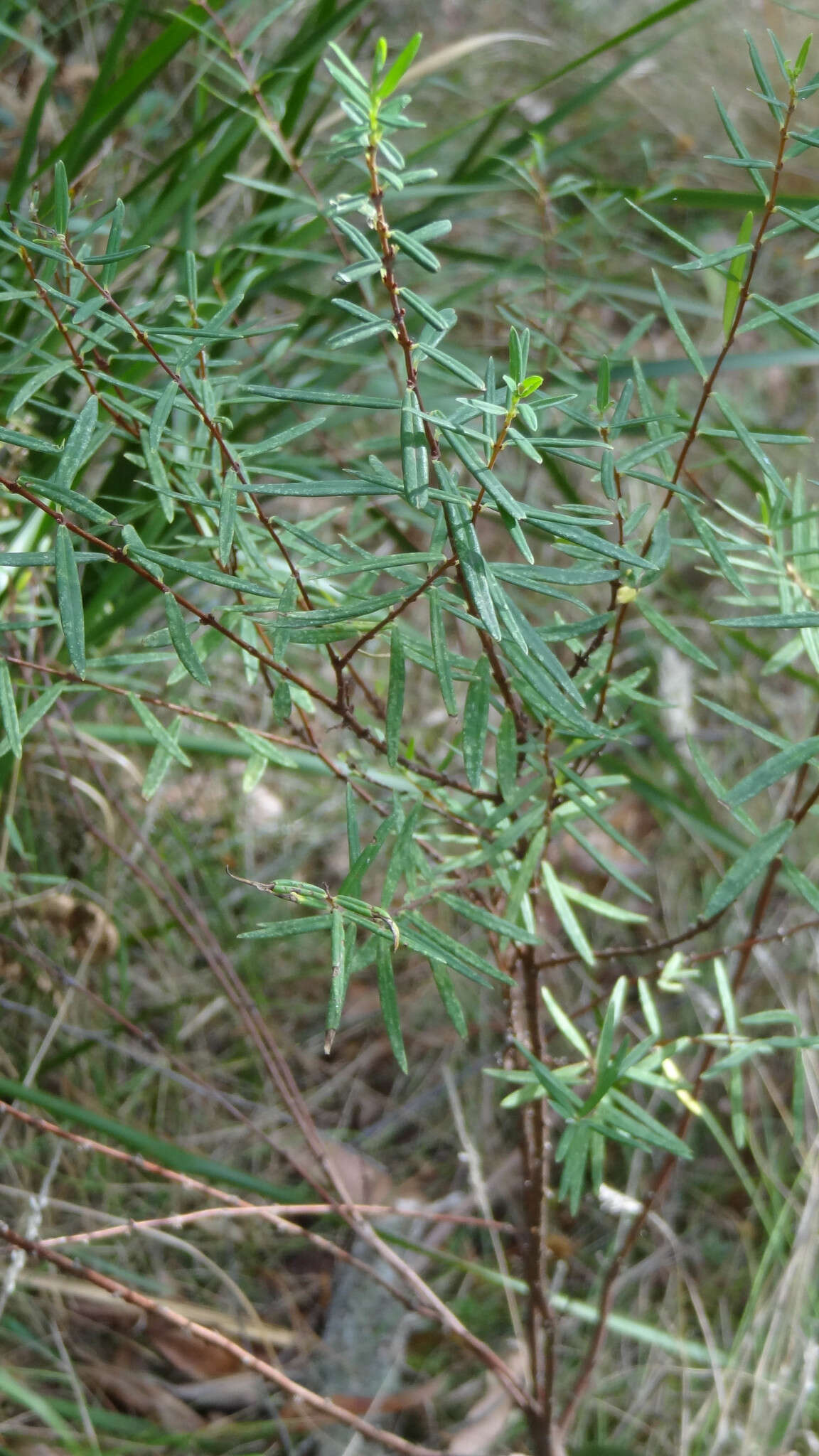 Image of Pimelea axiflora F. Müll.