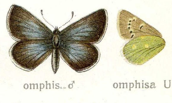 Image of <i>Polyommatus omphisa</i> Moore 1874