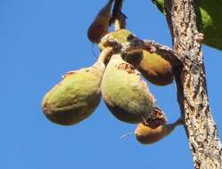 Eriotheca pubescens (Mart. & Zucc.) Schott & Endl. resmi