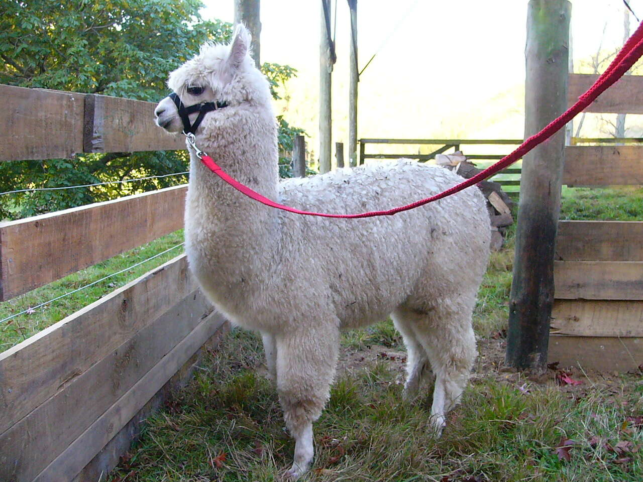 Image of Alpaca