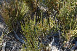 Image of Ephedra chilensis C. Presl