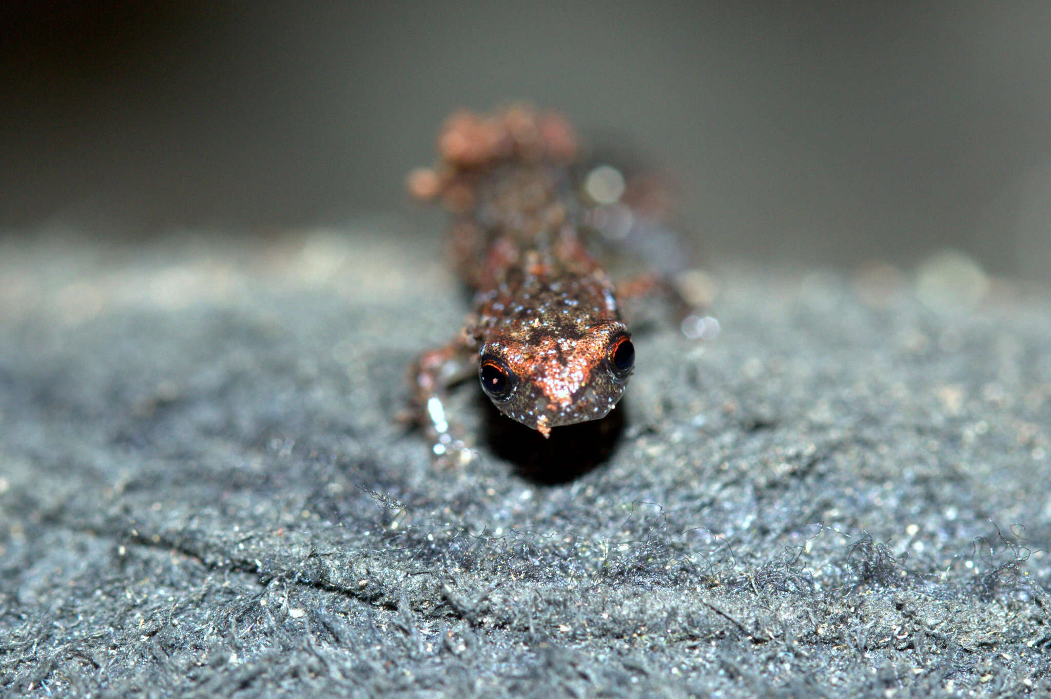 Image of Terrestrial splayfoot salamander