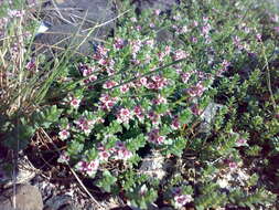 Image of black saltwort