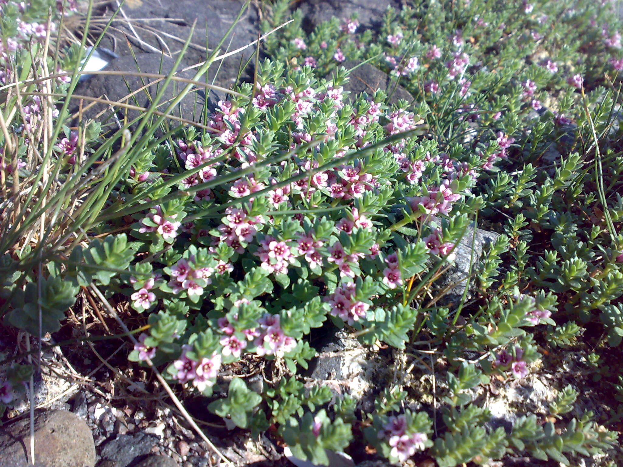 Image of black saltwort