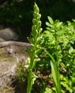 Image of purple-petal bog orchid