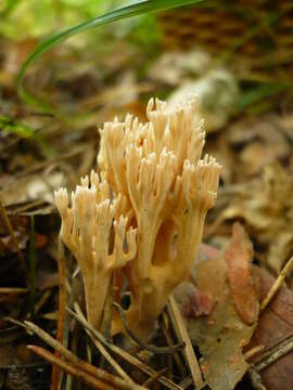 Ramaria gracilis (Pers.) Quél. 1888的圖片