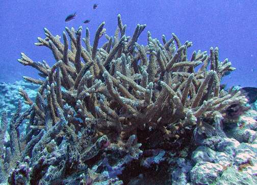 Image of Staghorn coral