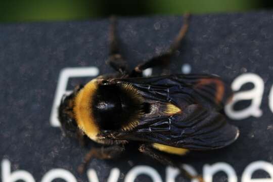 Image of Black and Gold Bumble bee