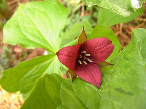 Imagem de Trillium vaseyi Harb.