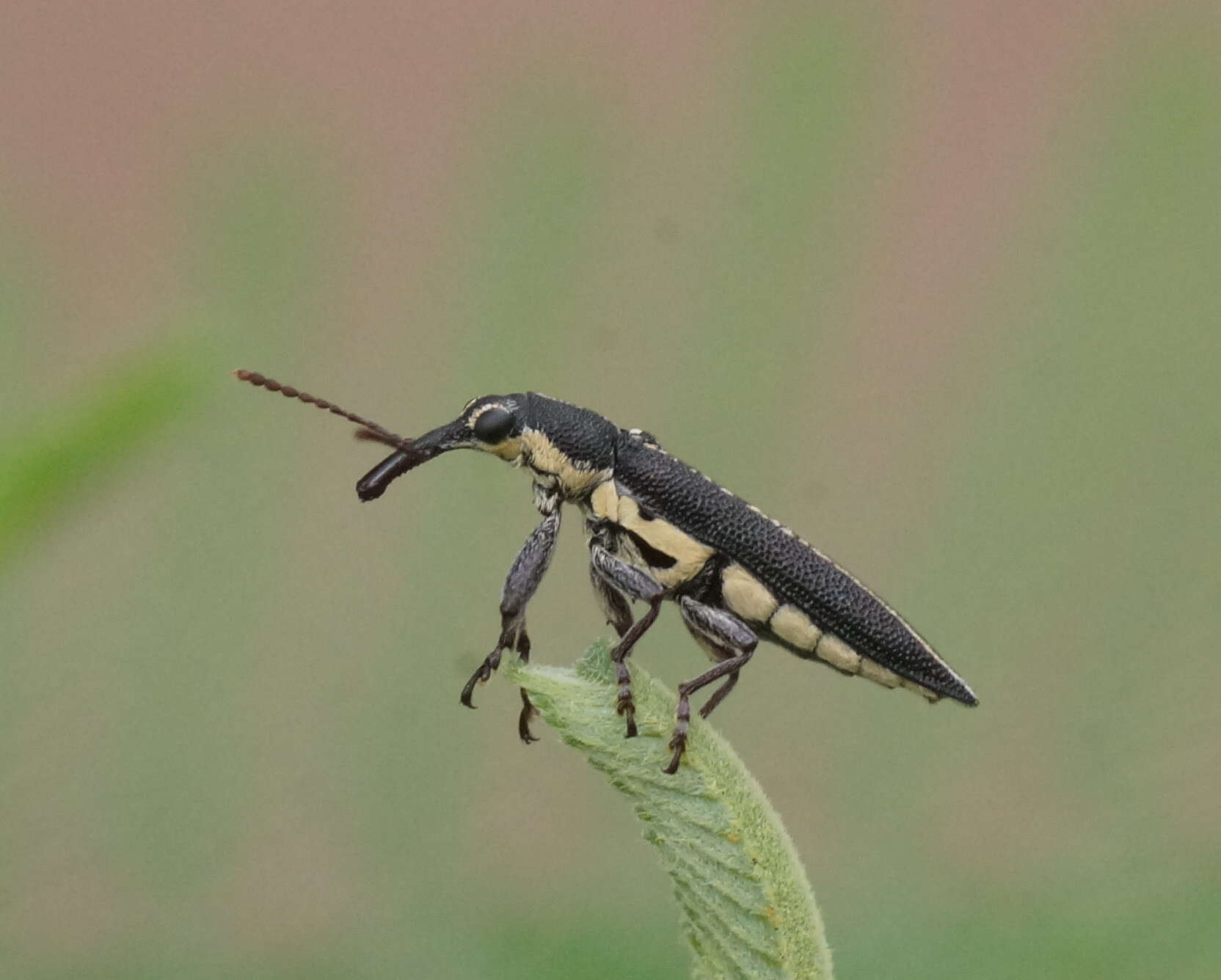 Imagem de Rhinotia brunnea (Boisduval 1835)