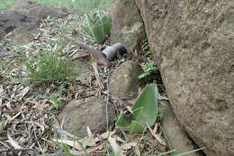 Imagem de Haemanthus humilis Jacq.