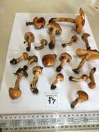 Image of Cortinarius perfoetens E. Horak, Peintner, M. M. Moser & Vilgalys 2002