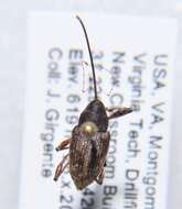 Curculio proboscideus Fabricius & J. C. 1775 resmi