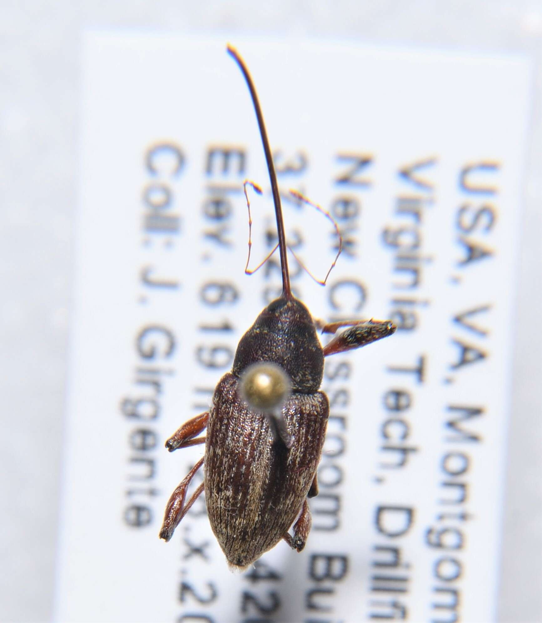 Image of Curculio proboscideus Fabricius & J. C. 1775