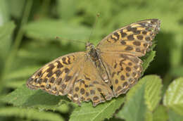 Imagem de Argynnis paphia Linnaeus 1758