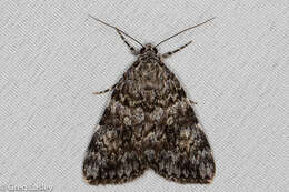 Слика од Catocala lineella Grote 1872