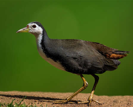 Image of White-breasted Waterhen