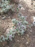 Image of horehound