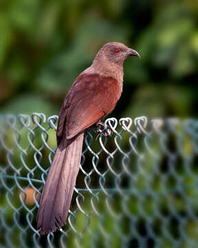 Image of Andaman Coucal