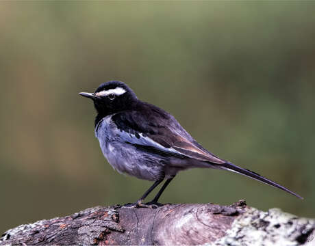 Image of White-browed Wagtail