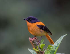 Image of Black-and-orange Flycatcher