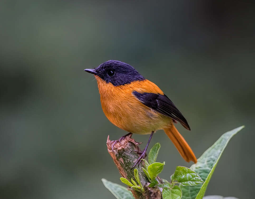 Image of Black-and-orange Flycatcher