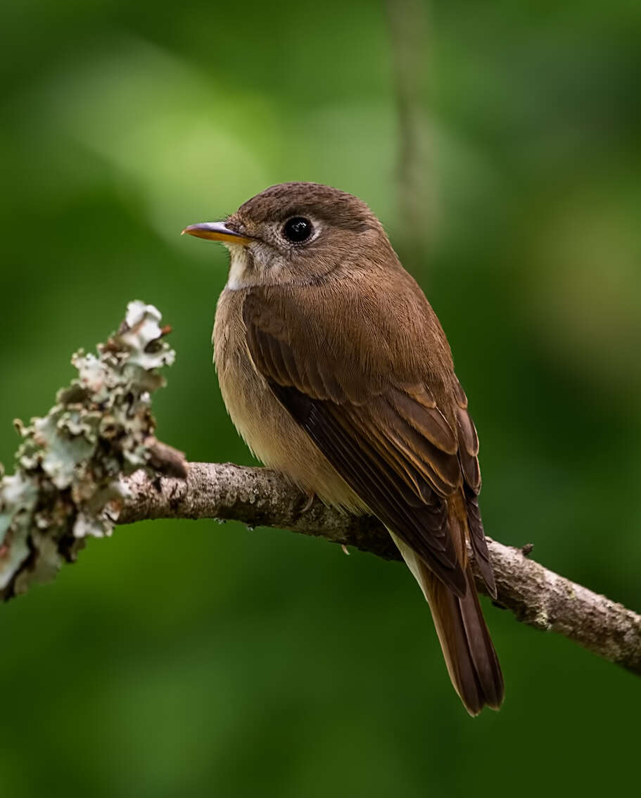 Muscicapa muttui (Layard & EL 1854) resmi