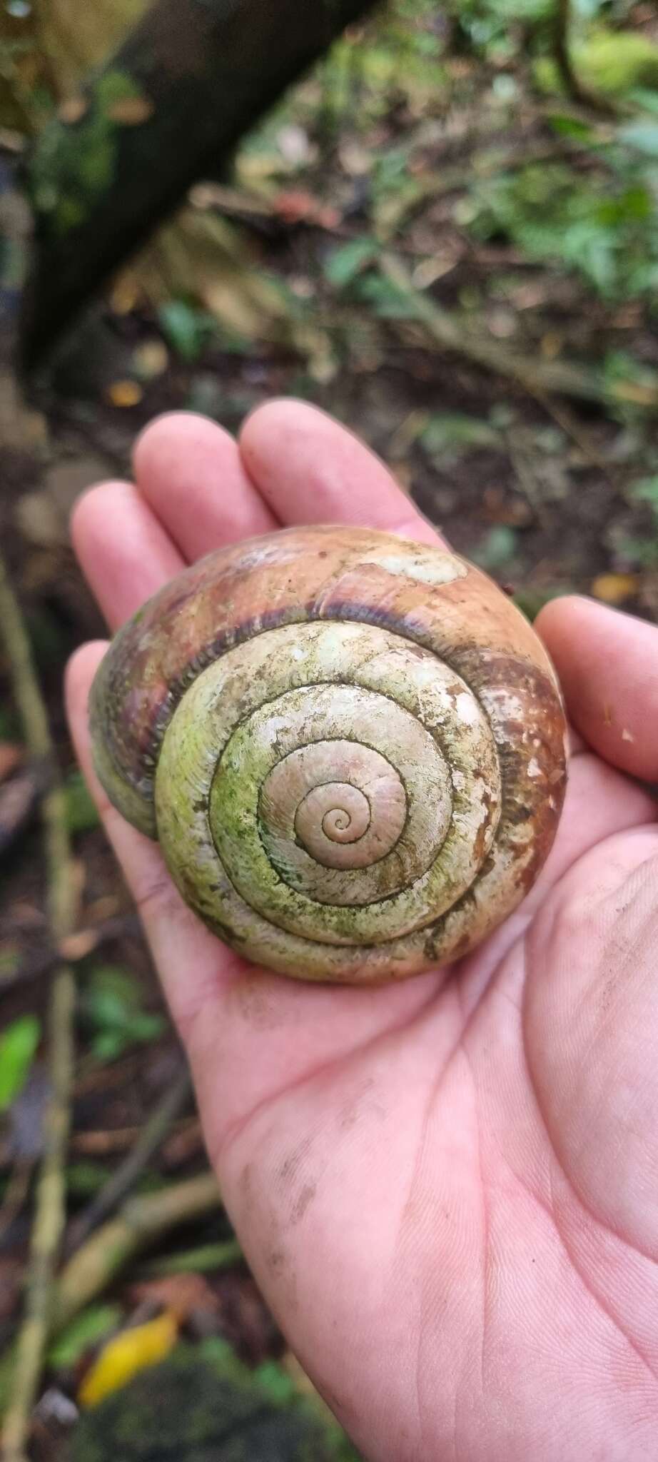 Imagem de Bertia cambojiensis (Reeve 1860)