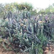 Image of Cylindropuntia californica var. rosarica (G. E. Linds.) Rebman